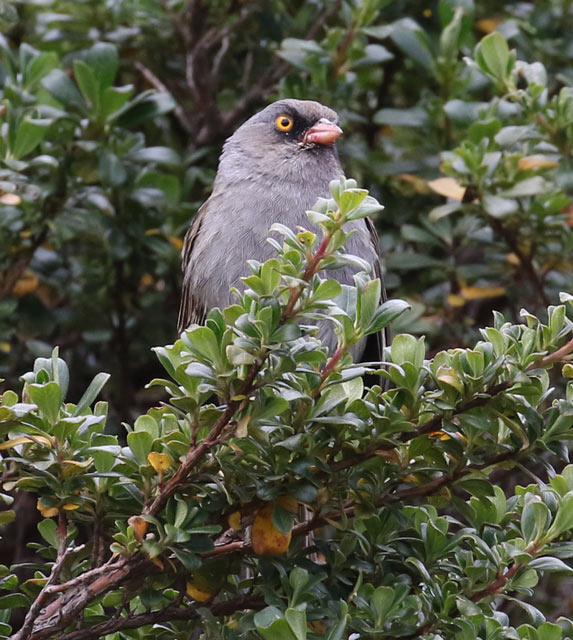 Volcano Junco
