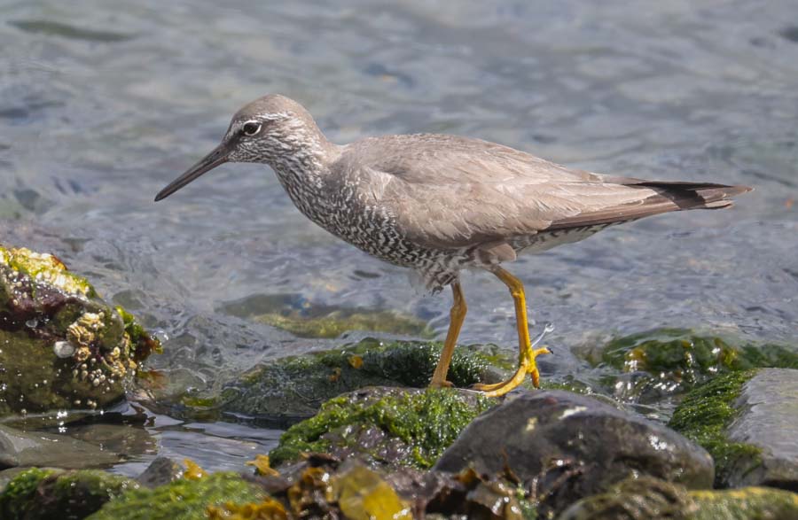 Wandering Tattler
