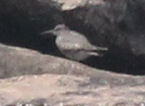 Wandering Tattler (adult) photo #2