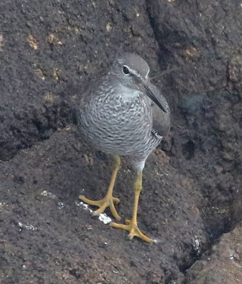 Wandering Tattler