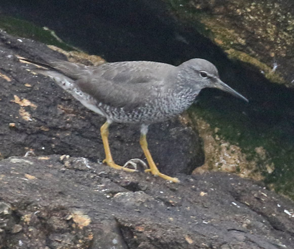 Wandering Tattler