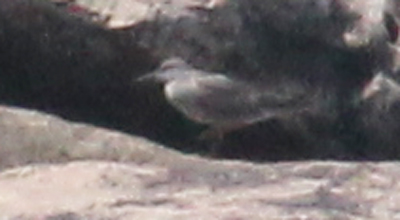 Wandering Tattler (adult) photo #1