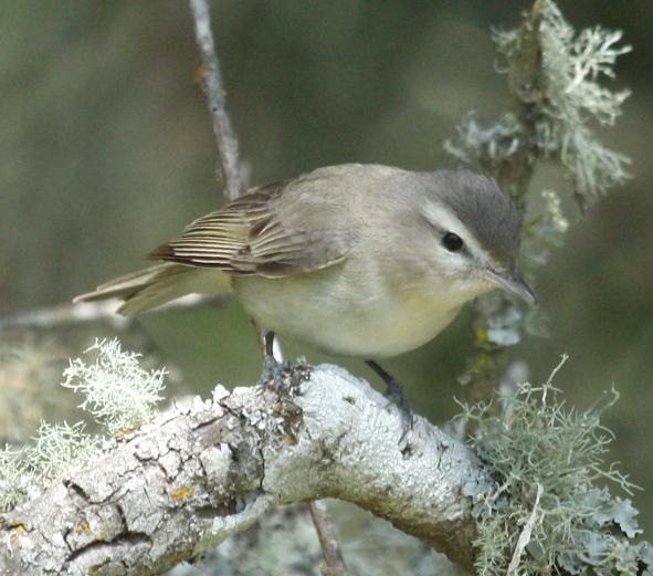 Warbling Vireo (western form)