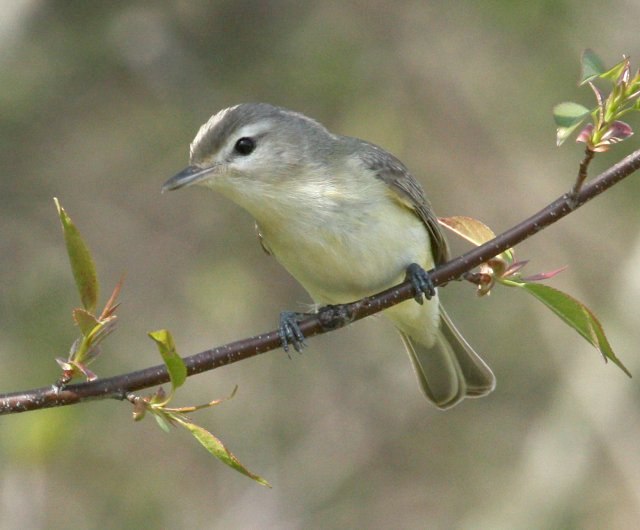 Warbling Vireo