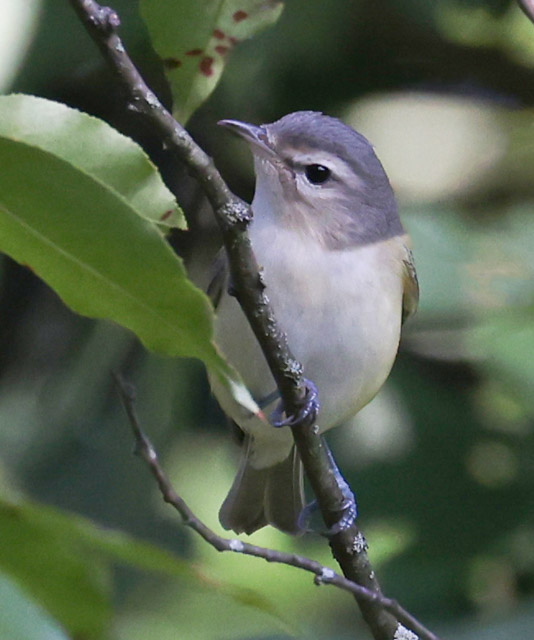 Warbling Vireo