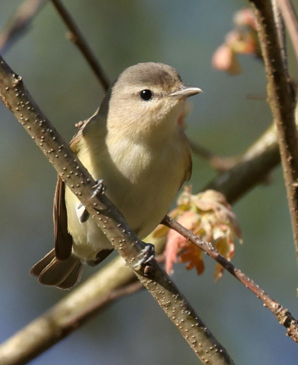 Warbling Vireo