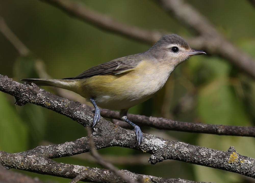 Warbling Vireo