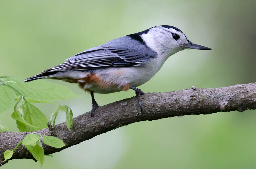 White-breasted Nuthatch photo #3
