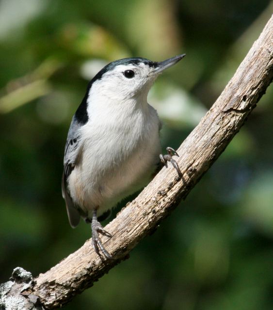White-breasted Nuthatch photo #1