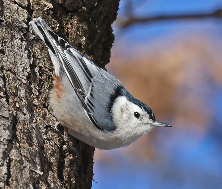 White-breasted Nuthatch photo #2