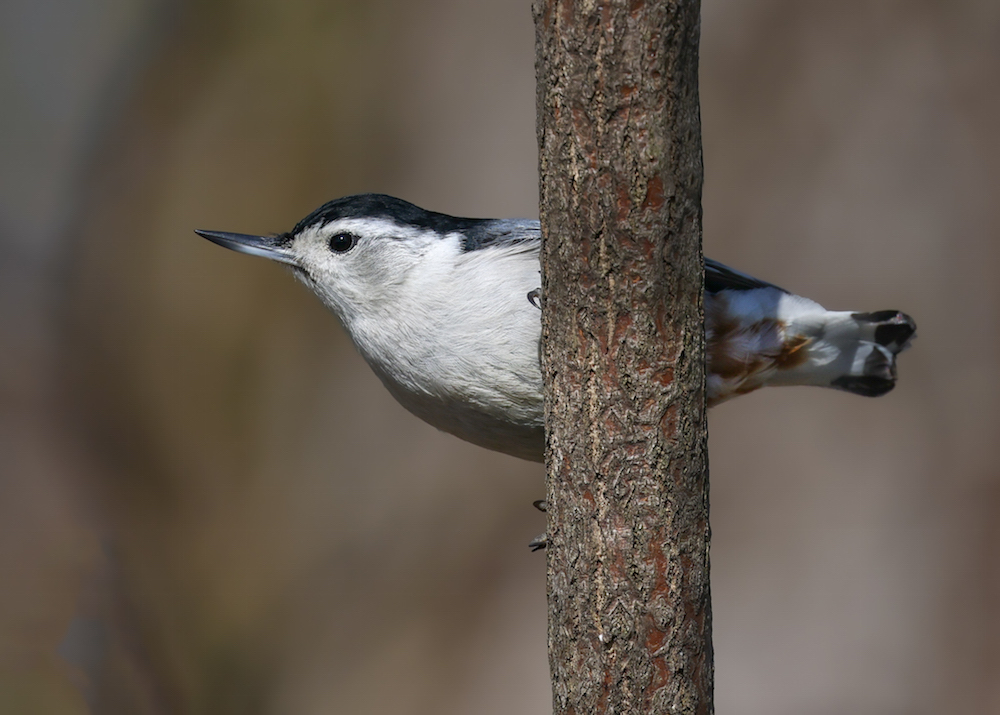 White-breasted Nuthatch photo #7