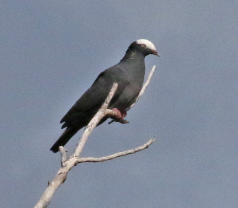 White-crowned Pigeon
