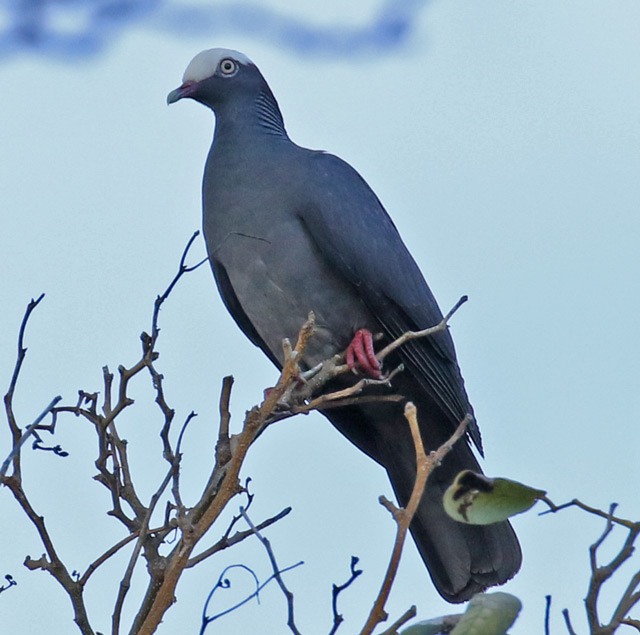 White-crowned Pigeon