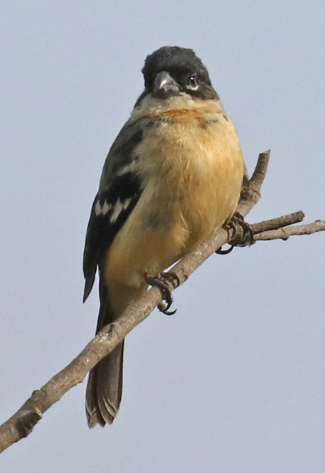 White-collared Seedeater