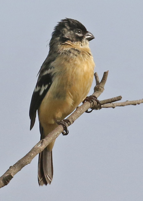 White-collared Seedeater