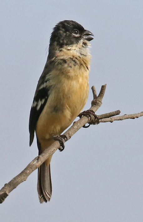 White-collared Seedeater