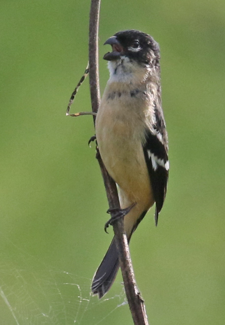 White-collared Seedeater