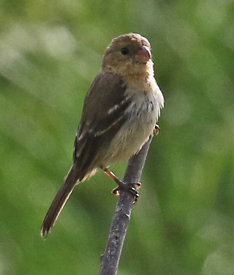 White-collared Seedeater