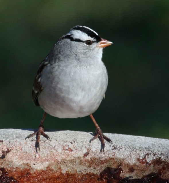 White-crowned Sparrow adult