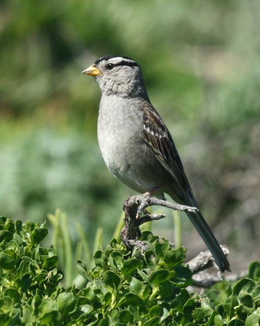White-crowned Sparrow photo #5