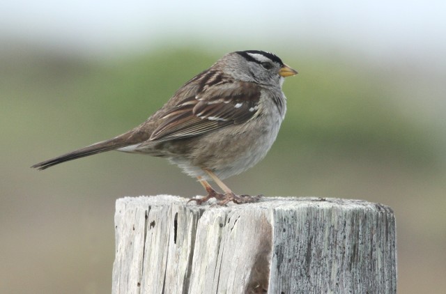 White-crowned Sparrow photo #1