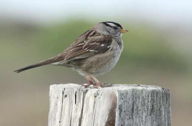 White-crowned Sparrow photo #3