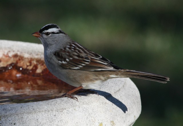 White-crowned Sparrow adult
