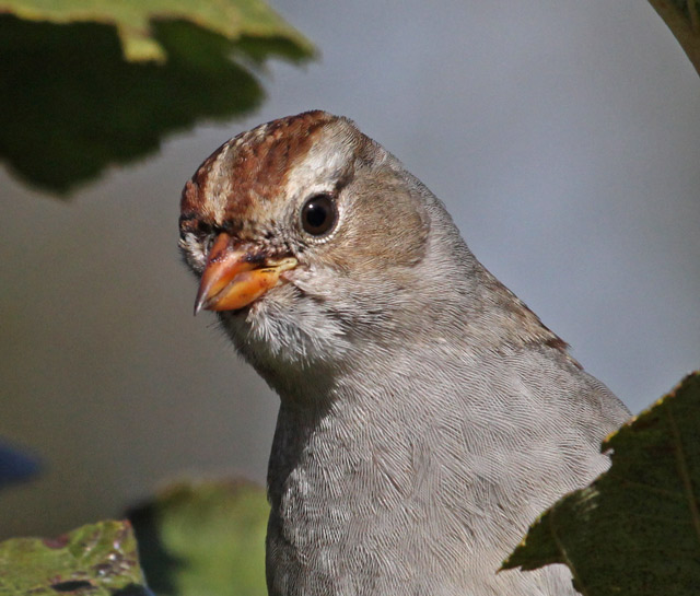 White-crowned Sparrow (1st year)