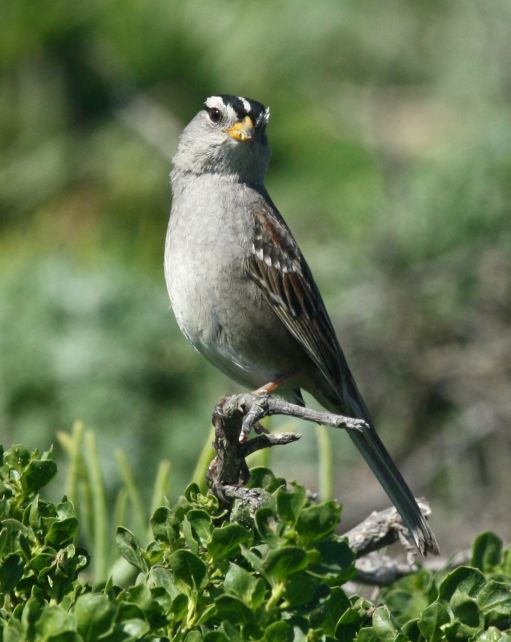 White-crowned Sparrow photo #4