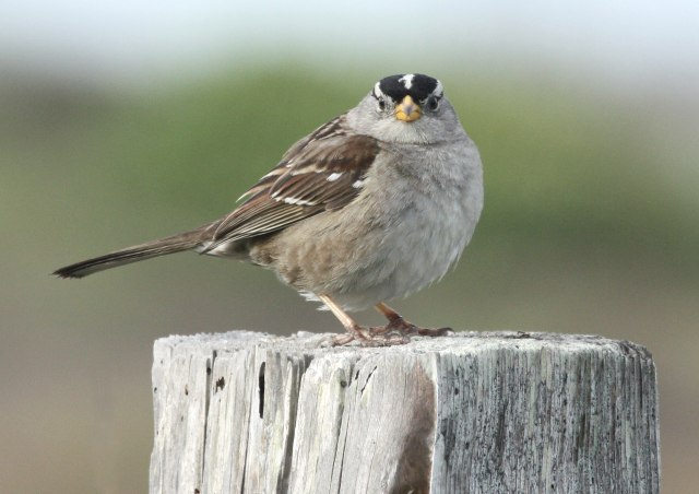 White-crowned Sparrow photo #4