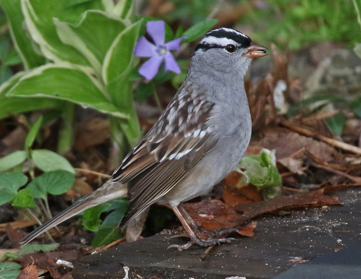 White-crowned Sparrow adult