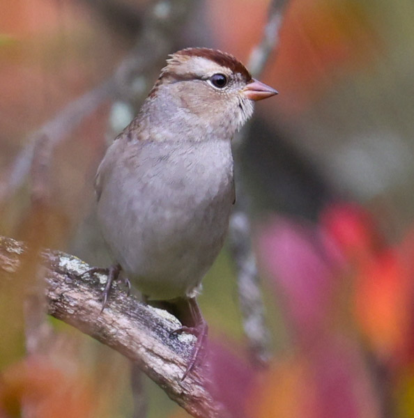 White-crowned Sparrow (1st year)