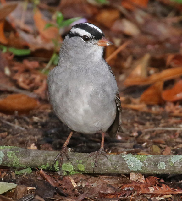 White-crowned Sparrow adult