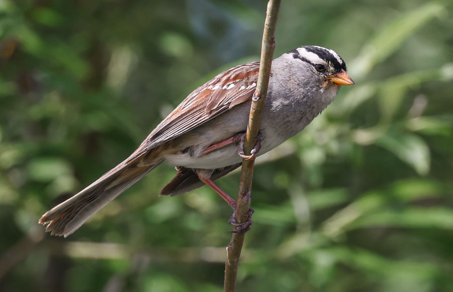 White-crowned Sparrow photo #2