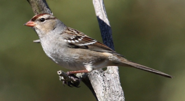 White-crowned Sparrow (1st year)