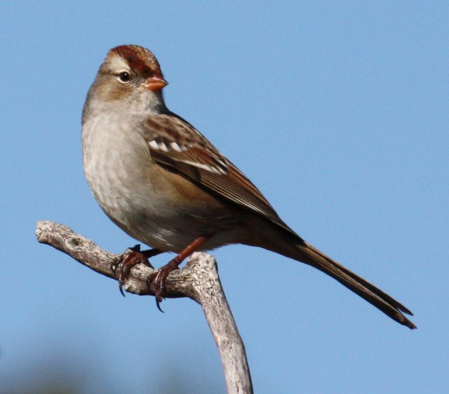 White-crowned Sparrow (1st year)