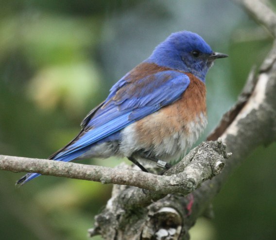 Western Bluebird (male)