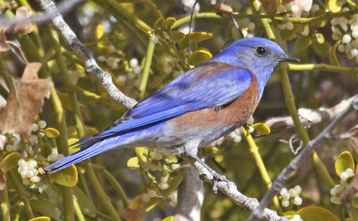 Western Bluebird (male)