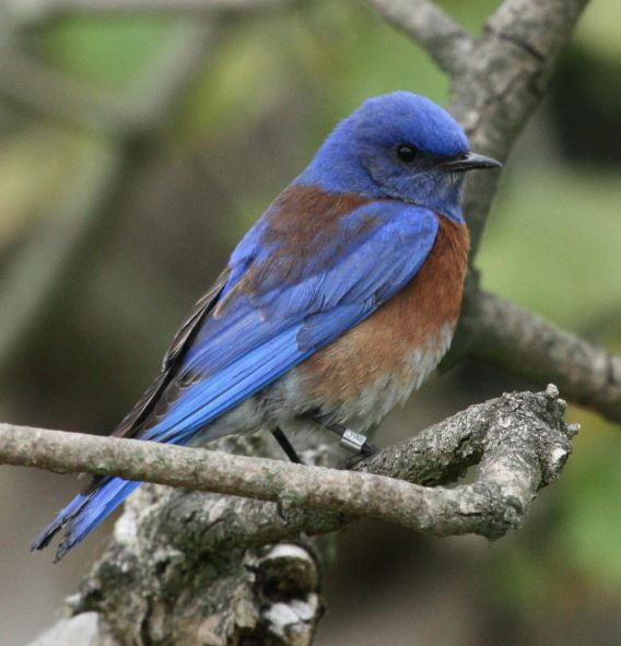 Western Bluebird (male)