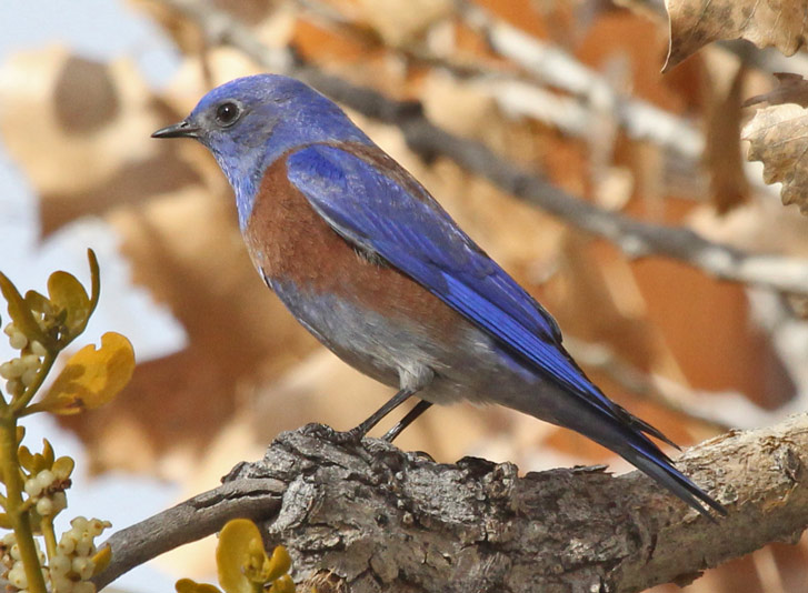Western Bluebird (male)