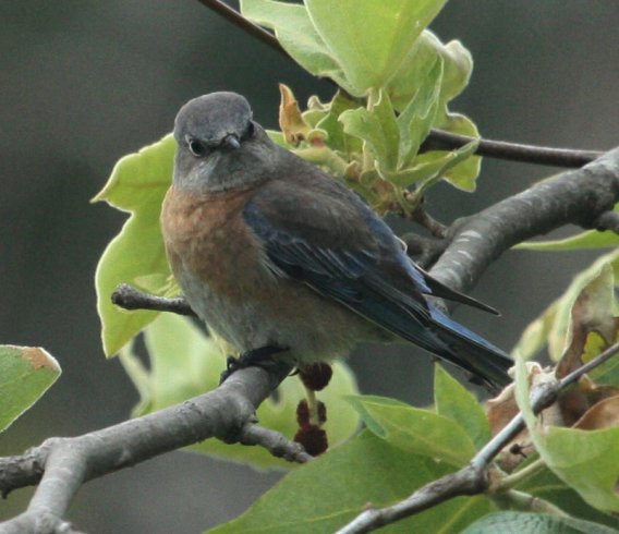Western Bluebird (female)