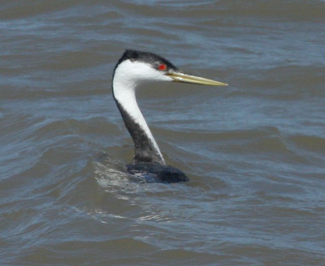 Western Grebe photo #2