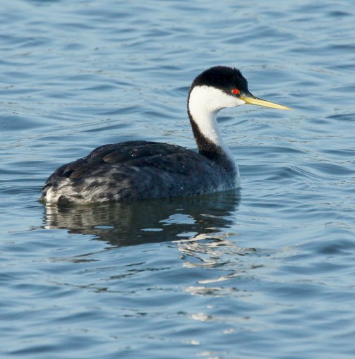 Western Grebe photo #1