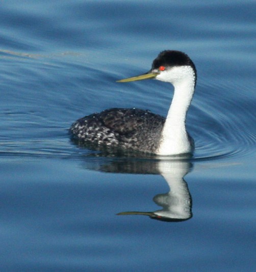 Western Grebe photo #3