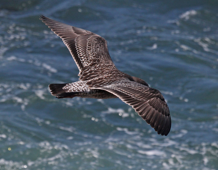 Western Gull (1st cycle in flight)