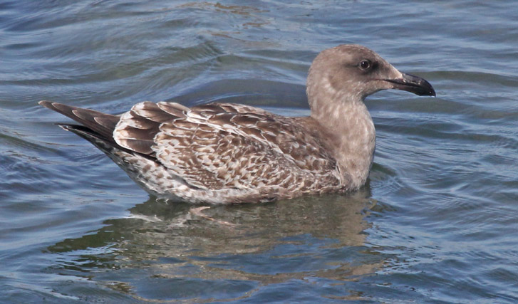 Western Gull (2nd cycle)