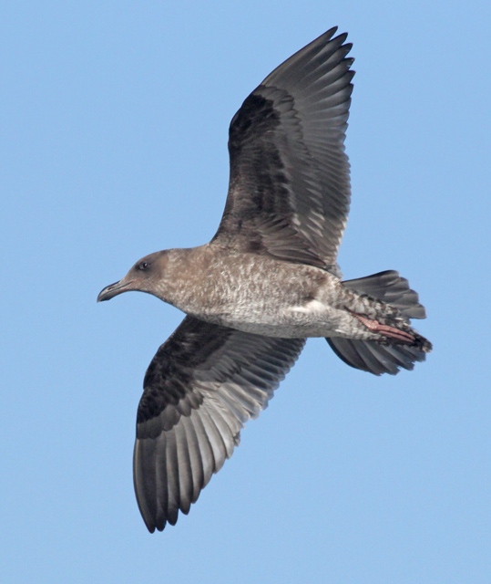 Western Gull (1st cycle in flight)