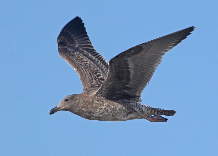 Western Gull (1st cycle in flight)