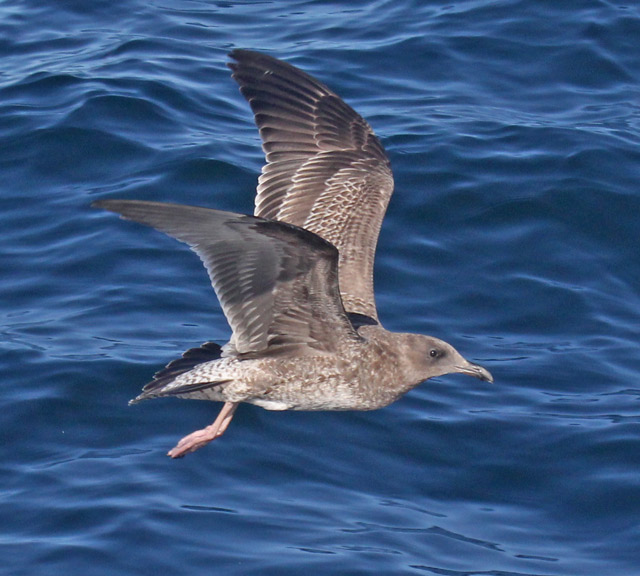 Western Gull (1st cycle in flight)