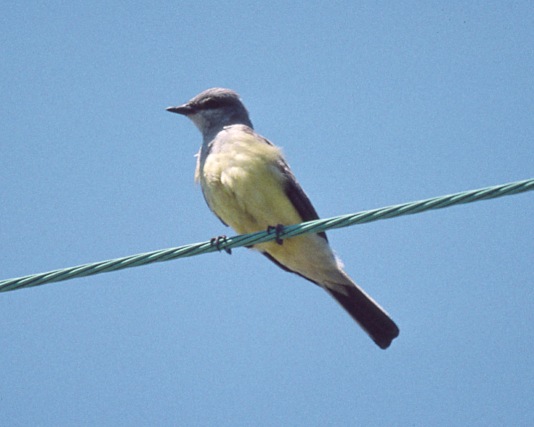 Western Kingbird